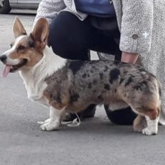 Подробнее об объявлении «Пропала собака кобель.. Кемерово» Фото: пропала собака  «Пропала собака кобель.. Кемерово» в г. Кемерово