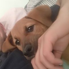 Подробнее об объявлении «Пропала собака Санкт-Петербург» Фото: пропала собака Боксер «Пропала собака Санкт-Петербург» в г. Санкт-Петербург