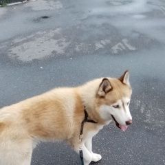 Подробнее об объявлении «Пропала собака кобель Санкт-Петербург» Фото: пропала собака  «Пропала собака кобель Санкт-Петербург» в г. Санкт-Петербург