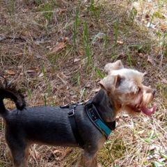 Подробнее об объявлении «Пропала собака кобель Нововоронеж» Фото: пропала собака Йоркширский терьер «Пропала собака кобель Нововоронеж» в г. Нововоронеж