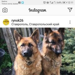 Подробнее об объявлении «Ставрополь Пропала собака срочно срочно срочно» Фото: пропала собака Немецкая овчарка «Ставрополь Пропала собака срочно срочно срочно» в г. Ставрополь