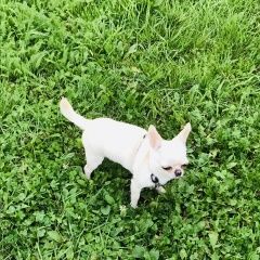 Подробнее об объявлении «Пропала собака Королев» Фото: пропала собака Чихуахуа «Пропала собака Королев» в г. Королев