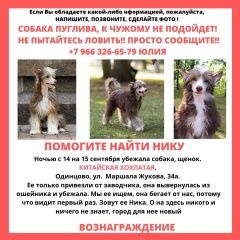 Подробнее об объявлении «Одинцово Пропала собака потерялась китайская хохлатая пугливая» Фото: пропала собака Китайская хохлатая собака «Одинцово Пропала собака потерялась китайская...» в г. Одинцово