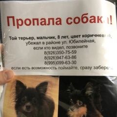 Подробнее об объявлении «Подольск Пропала собака кобель помогите умоляю» Фото: пропала собака Русский той-терьер «Подольск Пропала собака кобель помогите умоляю» в г. Подольск