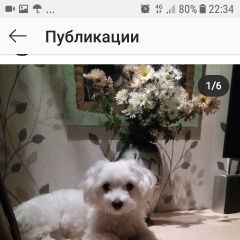 Подробнее об объявлении «Волгоград Пропала собака мальтийская балонка» Фото: пропала собака Мальтийская болонка «Волгоград Пропала собака мальтийская балонка» в г. Волгоград