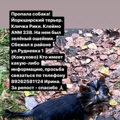 Подробнее об объявлении «Пропала собака кобель ул.рудневка (кожухово) Москва» Фото: пропала собака Йоркширский терьер «Пропала собака кобель ул.рудневка (кожухово)...» в г. Москва