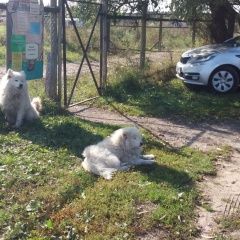 Подробнее об объявлении «Пропала собака разыскиваются 2 собаки Чехов» Фото: пропала собака Самоедская лайка «Пропала собака разыскиваются 2 собаки Чехов» в г. Чехов