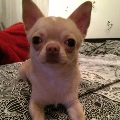 Подробнее об объявлении «Пропала собака кобель чиху хуа Санкт-Петербург» Фото: пропала собака Чихуахуа «Пропала собака кобель чиху хуа Санкт-Петербург» в г. Санкт-Петербург