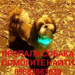 Подробнее об объявлении «Ставрополь Пропала собака кобель» Фото: пропала собака Ши-тцу «Ставрополь Пропала собака кобель» в г. Ставрополь