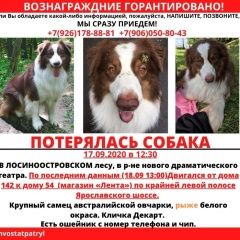 Подробнее об объявлении «Пропала собака кобель пёс Москва» Фото: пропала собака Австралийская овчарка «Пропала собака кобель пёс Москва» в г. Москва
