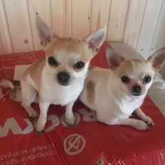 Подробнее об объявлении «Пропала собака кобель чихуахуа Санкт-Петербург» Фото: пропала собака Чихуахуа «Пропала собака кобель чихуахуа Санкт-Петербург» в г. Санкт-Петербург