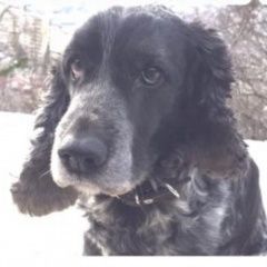 Подробнее об объявлении «Пропала собака кобель Адлер» Фото: пропала собака Русский охотничий спаниель «Пропала собака кобель Адлер» в г. Адлер
