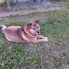 Подробнее об объявлении «Пропала собака кобель Боровичи» Фото: пропала собака  «Пропала собака кобель Боровичи» в г. Боровичи