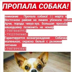 Подробнее об объявлении «Оренбург Пропала собака кобель помогите найти» Фото: пропала собака Чихуахуа «Оренбург Пропала собака кобель помогите найти» в г. Оренбург
