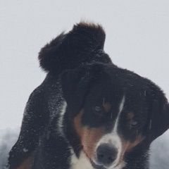 Подробнее об объявлении «Подольск Пропала собака кобель» Фото: пропала собака  «Подольск Пропала собака кобель» в г. Подольск