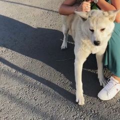 Подробнее об объявлении «Пропала собака потерялась собака  sos  Ростов-на-Дону» Фото: пропала собака Акита-ину «Пропала собака потерялась собака  sos...» в г. Ростов-на-Дону