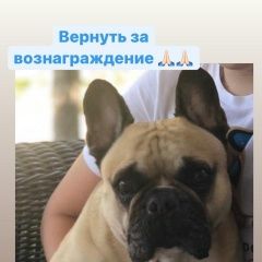 Подробнее об объявлении «Ростов-на-Дону Пропала собака кобель» Фото: пропала собака Французский бульдог «Ростов-на-Дону Пропала собака кобель» в г. Ростов-на-Дону