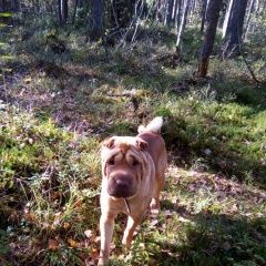 Подробнее об объявлении «Пропала собака кобель Санкт-Петербург» Фото: пропала собака Шар-пей «Пропала собака кобель Санкт-Петербург» в г. Санкт-Петербург