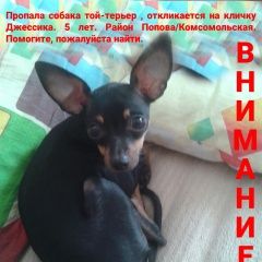 Подробнее об объявлении «Пропала собака Оренбург» Фото: пропала собака Той-терьер «Пропала собака Оренбург» в г. Оренбург