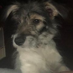 Подробнее об объявлении «Ангарск Пропала собака внимание» Фото: пропала собака  «Ангарск Пропала собака внимание» в г. Ангарск