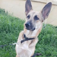 Подробнее об объявлении «Пропала собака Санкт-Петербург» Фото: пропала собака Европейская короткошерстная «Пропала собака Санкт-Петербург» в г. Санкт-Петербург