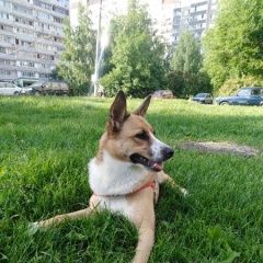 Подробнее об объявлении «Пропала собака в Зеленоград» Фото: пропала собака  «Пропала собака в Зеленоград» в г. Зеленоград