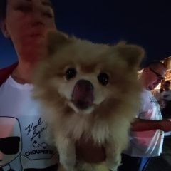 Подробнее об объявлении «Пропала собака кобель Адлер» Фото: пропала собака Померанский шпиц «Пропала собака кобель Адлер» в г. Адлер