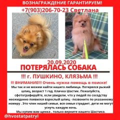 Подробнее об объявлении «Пропала собака кобель внимание нам очень нужна ваша помощь Пушкино» Фото: пропала собака Померанский шпиц «Пропала собака кобель внимание нам очень нужна...» в г. Пушкино