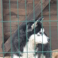 Подробнее об объявлении «Пропала собака потерялась собака Кемерово» Фото: пропала собака Сибирская хаски «Пропала собака потерялась собака Кемерово» в г. Кемерово