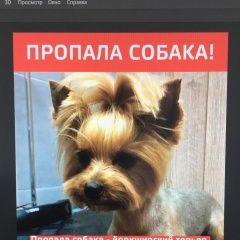 Подробнее об объявлении «Анапа Пропала собака йоркширский терьер» Фото: пропала собака Йоркширский терьер «Анапа Пропала собака йоркширский терьер» в г. Анапа