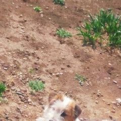Подробнее об объявлении «Красноярск Пропала собака кобель джек рассел терьер мальчик 1 год» Фото: пропала собака Джек рассел терьер «Красноярск Пропала собака кобель джек рассел...» в г. Красноярск