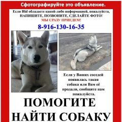 Подробнее об объявлении «Пропала собака Москва» Фото: пропала собака Сибирская хаски «Пропала собака Москва» в г. Москва