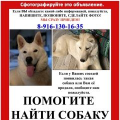 Подробнее об объявлении «Пропала собака Москва» Фото: пропала собака Сибирская хаски «Пропала собака Москва» в г. Москва