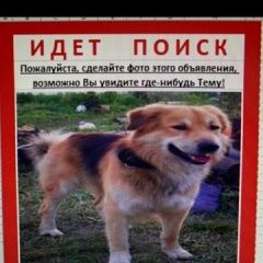 Подробнее об объявлении «Пропала собака кобель Москва» Фото: пропала собака  «Пропала собака кобель Москва» в г. Москва