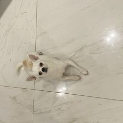 Подробнее об объявлении «Пропала собака кобель help Черкизово» Фото: пропала собака Чихуахуа «Пропала собака кобель help Черкизово» в г. Черкизово