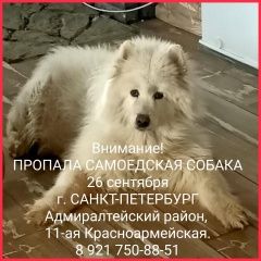 Подробнее об объявлении «Пропала собака. помогите найти Санкт-Петербург» Фото: пропала собака Самоедская лайка «Пропала собака. помогите найти Санкт-Петербург» в г. Санкт-Петербург