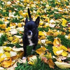 Подробнее об объявлении «Пропала собака кобель Санкт-Петербург» Фото: пропала собака  «Пропала собака кобель Санкт-Петербург» в г. Санкт-Петербург