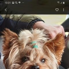 Подробнее об объявлении «Донецк Донецкая обл. Пропала собака кобель помогите найти» Фото: пропала собака Йоркширский терьер «Донецк Донецкая обл. Пропала собака кобель...» в г. Донецк Донецкая обл.