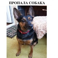 Подробнее об объявлении «Ростов-на-Дону Пропала собака» Фото: пропала собака  «Ростов-на-Дону Пропала собака» в г. Ростов-на-Дону