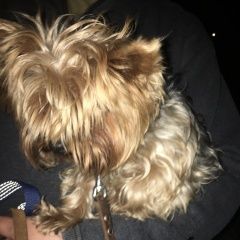 Подробнее об объявлении «Пропала собака Санкт-Петербург» Фото: пропала собака  «Пропала собака Санкт-Петербург» в г. Санкт-Петербург