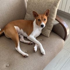 Подробнее об объявлении «Тюмень Пропала собака кобель» Фото: пропала собака  «Тюмень Пропала собака кобель» в г. Тюмень