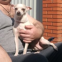 Подробнее об объявлении «Пропала собака той-терьер в д. рожново Троицк» Фото: пропала собака Той-терьер «Пропала собака той-терьер в д. рожново Троицк» в г. Троицк