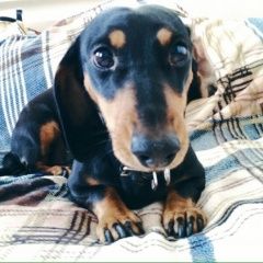 Подробнее об объявлении «Пропала собака Санкт-Петербург» Фото: пропала собака Такса «Пропала собака Санкт-Петербург» в г. Санкт-Петербург