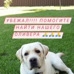Подробнее об объявлении «Астрахань Пропала собака кобель убежал лабрадор» Фото: пропала собака Лабрадор ретривер «Астрахань Пропала собака кобель убежал лабрадор» в г. Астрахань
