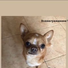 Подробнее об объявлении «Казань Пропала собака кобель» Фото: пропала собака Чихуахуа «Казань Пропала собака кобель» в г. Казань