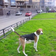 Подробнее об объявлении «Пропала собака Санкт-Петербург» Фото: пропала собака  «Пропала собака Санкт-Петербург» в г. Санкт-Петербург