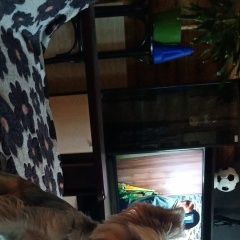 Подробнее об объявлении «Геленджик Пропала собака кобель йорк голубая бухта» Фото: пропала собака Йоркширский терьер «Геленджик Пропала собака кобель йорк голубая бухта» в г. Геленджик