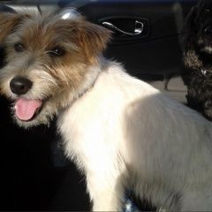 Подробнее об объявлении «Пропала собака кобель Санкт-Петербург» Фото: пропала собака Джек рассел терьер «Пропала собака кобель Санкт-Петербург» в г. Санкт-Петербург