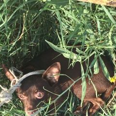 Подробнее об объявлении «Пропала собака кобель Симферополь» Фото: пропала собака Русский той-терьер «Пропала собака кобель Симферополь» в г. Симферополь