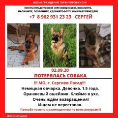 Подробнее об объявлении «Пропала собака Сергиев Посад» Фото: пропала собака Немецкая овчарка «Пропала собака Сергиев Посад» в г. Сергиев Посад